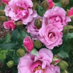 Роза флорибунда Санта-Барбара "Santa Barbara" ОКС