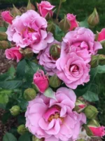 Роза флорибунда Санта-Барбара "Santa Barbara" ОКС