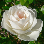 Роза флорибунда Шнеевитхен ОКС