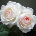 Роза флорибунда Стефани Баронесса Гуттенберг "Stephanie Baronin zu Guttenberg" ОКС