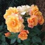 Роза флорибунда Текила "Tequila" ОКС  ПРЕМИУМ