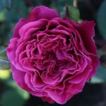 Роза японская Икея "Ikea" ОКС  ПРЕМИУМ