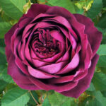 Роза японская Роял Палас "Royal Palace" ОКС