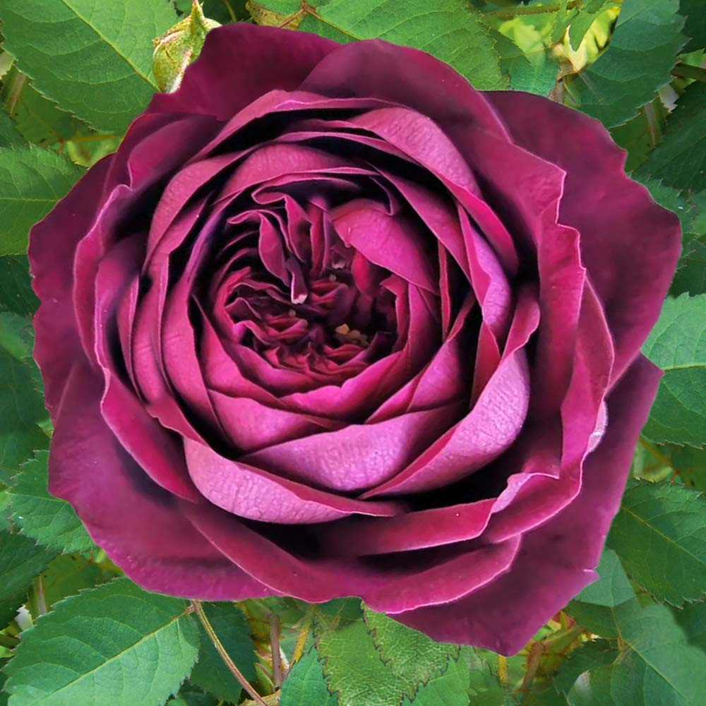 Роза японская Роял Палас Роза японская Роял Палас "Royal Palace" ОКС — изображение 1