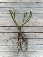 Роза флорибунда Мария Тереза "Mariatheresia" ОКС — изображение 2