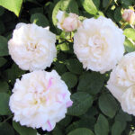 Роза парковая Винчестер Кафедрал ОКС