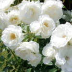 Роза плетистая Айсберг "Iceberg" ОКС