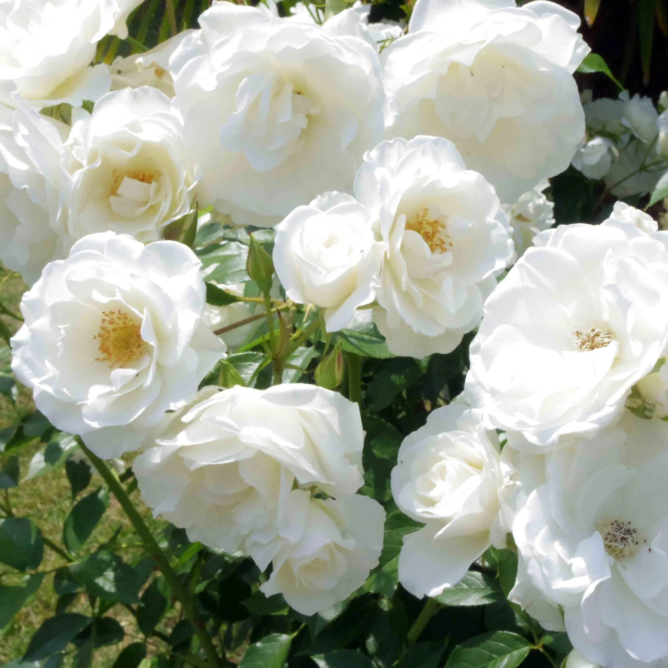 Роза плетистая Айсберг Роза плетистая Айсберг "Iceberg" ОКС — изображение 1