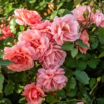 Роза плетистая Алибаба "Alibaba" ОКС  ПРЕМИУМ