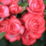 Роза плетистая Антик "Antike" ОКС  ПРЕМИУМ