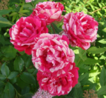 Роза плетистая Фердинанд Пичард "Ferdinand Pichard" ОКС