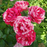 Роза плетистая Фердинанд Пичард "Ferdinand Pichard" ОКС