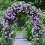 Роза плетистая Индиголетта "Indigoletta" ОКС  ПРЕМИУМ — изображение 2