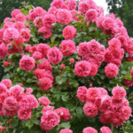 Роза плетистая Ютерсен Розенпринцессин ОКС
