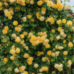 Роза плетистая Казино "Casino" ОКС