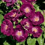 Роза плетистая Найт Оул "Night Owl" ОКС