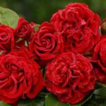 Роза плетистая Сантана "Santana" ОКС