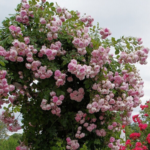 Роза плетистая Жасмина "Jasmina" ОКС  ПРЕМИУМ