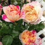 Роза плетистая Жули Андрие "Julie Andrieu" ОКС