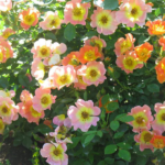 Роза почвопокровная Эйфория "Euphoria" ОКС