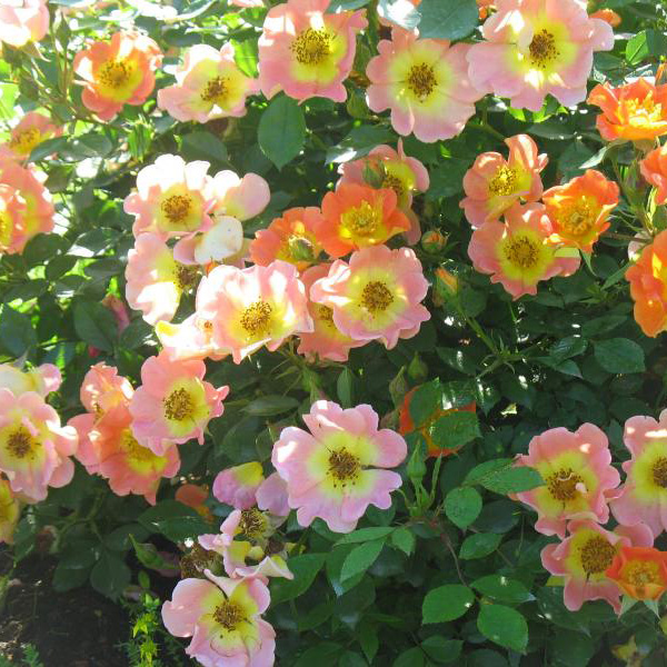 Роза почвопокровная Эйфория Роза почвопокровная Эйфория "Euphoria" ОКС — изображение 1