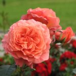 Роза шраб Бельведер "Belvedere" ОКС