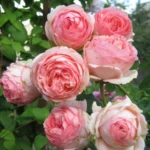 Роза шраб Ферст Леди "First Lady" ОКС