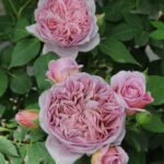 Роза шраб Французское платье "Robe a la francaise" ОКС  ПРЕМИУМ