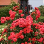 Роза шраб Ютерсен Розенкениген "Rosenkonigin" ОКС