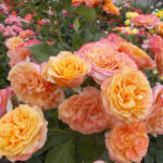 Роза шраб Ла Вилла Котта "La Villa Cotta" ОКС