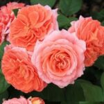 Роза шраб Мами Дитьер "Mamie Dittiere" ОКС