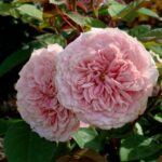 Роза шраб Уильям Кристи "William Christie" ОКС