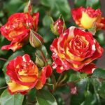 Роза спрей Файер Флеш "Fire Flash" ОКС