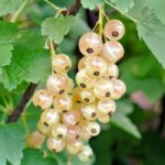 Смородина белая Белая Фея ОКС (п)