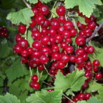 Смородина красная Асора ОКС (п)