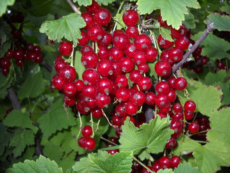 Смородина красная Асора Смородина красная Асора ОКС (п) — изображение 1