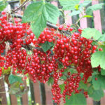 Смородина красная Йонкер Ван Тетс ОКС (п)