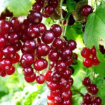 Смородина красная Виксне ОКС (п)