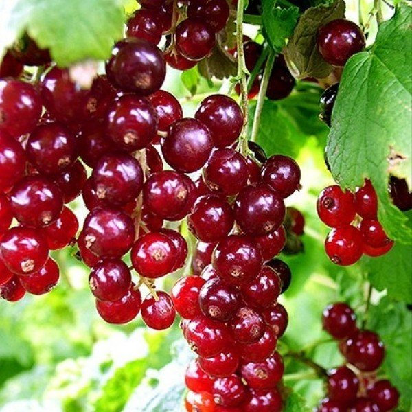 Смородина красная Виксне Смородина красная Виксне ОКС (п) — изображение 1