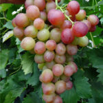 Виноград Ливия 0,8л